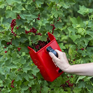 Maskine til plukning af små frugter – photo 6