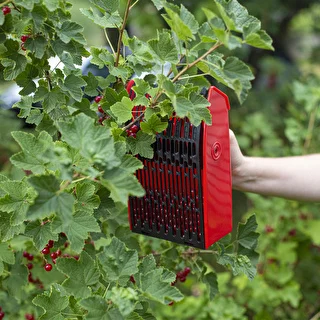 Maskine til plukning af små frugter – photo 7