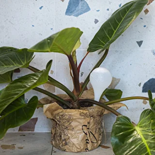 Vandingskugler til planter, hvide halvgennemsigtige, 400 ml, 4 stk. – photo 9