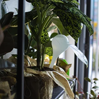 Vandingskugler til planter, hvide halvgennemsigtige, 400 ml, 4 stk. – photo 11