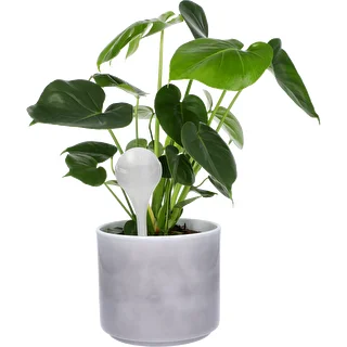Vandingskugler til planter, hvide halvgennemsigtige, 400 ml, 4 stk. – photo 6