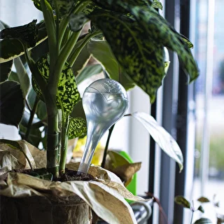 Vandingskugler til planter, gennemsigtige, 400 ml, 2 stk. – photo 12