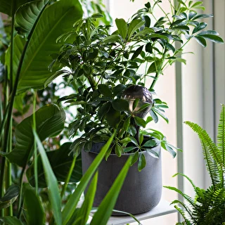 Vandingskugler til planter, sorte gennemsigtige, 400 ml, 4 stk. – photo 9