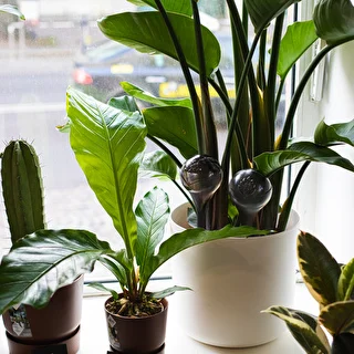 Vandingskugler til planter, sorte gennemsigtige, 400 ml, 4 stk. – photo 12