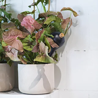 Vandingskugler til planter, sorte matte, med prop, 400ml, 4 stk. – photo 10