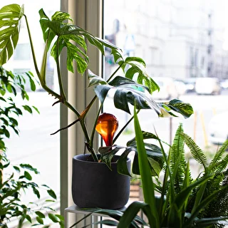 Vandingskugler til planter, ravfarvede gennemsigtige, 400 ml, 2 stk. – photo 11