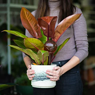 Vandingskugler til planter, ravfarvede gennemsigtige, 400 ml, 2 stk. – photo 12