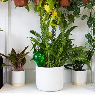 Vandingskugler til planter, grønne gennemsigtige, 400 ml, 2 stk. – photo 12