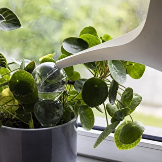 Tredobbelt vandingskugle (trekammer), gennemsigtig klar, med keramisk fod, 600 ml – photo 6