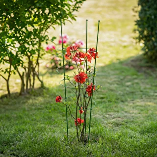 Ringstøtte til planter 3 ringe 0,7m – photo 3