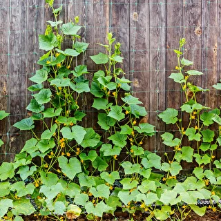 Net til klatreplanter: 2 x 20m – photo 5