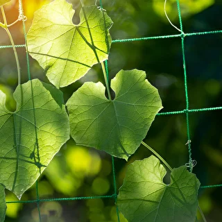 Net til klatreplanter, 1,8 x 5m – photo 5