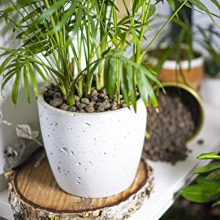 Leca til potteplanter, havebrug og skove i glas 10–20 mm, 4L – photo 11