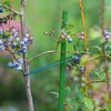 Bioogród havepinde – belagt stål, 1,8 m, fi 11 mm, 10 stk. - 4 