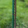 Bioogród havepinde – belagt stål, 1,8 m, fi 11 mm, 10 stk. - 5 