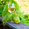 Enovini® OK WHITE - vinfremstillingsgær der sænker syreindhold 7 g - 9 