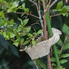 Jute bånd 5 cm / 8 m - 6 