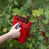 Maskine til plukning af små frugter - 8 