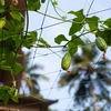 Net til klatreplanter, 1,8 x 2,7m - 7 
