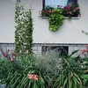 Planteunderstøttelse - havegitter 150 x 45cm - 4 