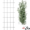 Planteunderstøttelse – havegitter 150 x 60cm - 9 