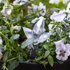 Plantevander – gennemsigtigt blad, 120 ml - 8 