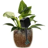 Plantevander – sort tavle, 200 ml - 6 