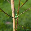 Plastikclips til fastgørelse af planter, mix 50 stk. - 6 