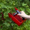 Plukkemaskine til små frugter, metal tænder - 7 