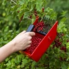 Plukkemaskine til små frugter, metal tænder - 8 