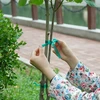 PVC-bånd til opbinding af planter, 1,2 cm x 40m - 5 
