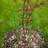 Ringunderstøttelse til planter 3 ringe 0,5m - 3 