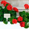 Skilte til beskrivelse af planter + blyant mix 10+20 stk. - 9 