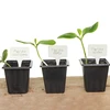 Skilte til beskrivelse af planter + blyant mix 10+20 stk. - 12 