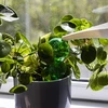 Tredobbelt vandingskugle (trekammer), gennemsigtig grøn, 600 ml - 6 