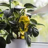 Tredobbelt vandingskugle (trekammer), gennemsigtig gul, 600 ml - 6 