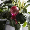 Tredobbelt vandingskugle (trekammer), gennemsigtig lyserød, 600 ml - 7 