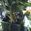 Vandingskugle til planter, sort mat med keramisk fod, 400ml - 10 