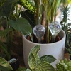 Vandingskugler til planter, gennemsigtige, 400 ml, 2 stk. - 9 
