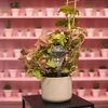 Vandingskugler til planter, gennemsigtige, 400 ml, 2 stk. - 13 