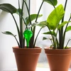 Vandingskugler til planter, grønne gennemsigtige, 400 ml, 2 stk. - 9 