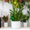 Vandingskugler til planter, grønne gennemsigtige, 400 ml, 2 stk. - 12 