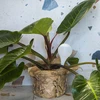Vandingskugler til planter, hvide halvgennemsigtige, 400 ml, 4 stk. - 9 