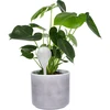 Vandingskugler til planter, hvide halvgennemsigtige, 400 ml, 4 stk. - 6 