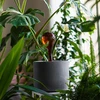 Vandingskugler til planter, ravfarvede gennemsigtige, 400 ml, 2 stk. - 10 
