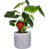 Vandingskugler til planter, ravfarvede gennemsigtige, 400 ml, 4 stk. - 6 