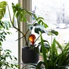 Vandingskugler til planter, ravfarvede gennemsigtige, 400 ml, 4 stk. - 10 
