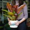 Vandingskugler til planter, ravfarvede gennemsigtige, 400 ml, 4 stk. - 11 