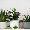 Vandingskugler til planter, sorte gennemsigtige, 400 ml, 2 stk. - 11 