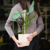Vandingskugler til planter, sorte gennemsigtige, 400 ml, 4 stk. - 11 
